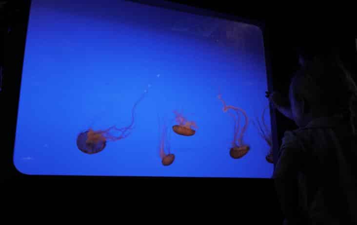 Laure_L'Aquarium de La Rochelle_Laure Armand d'Hérouville2