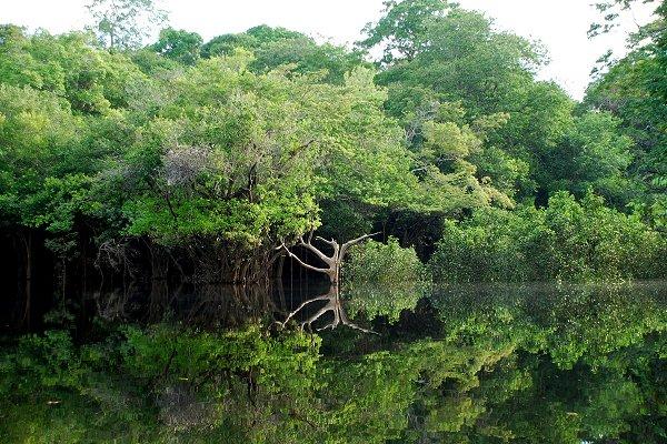 Paysage d’Amazonie à l’Ouest de Manaus (Brésil)
Par LecomteB