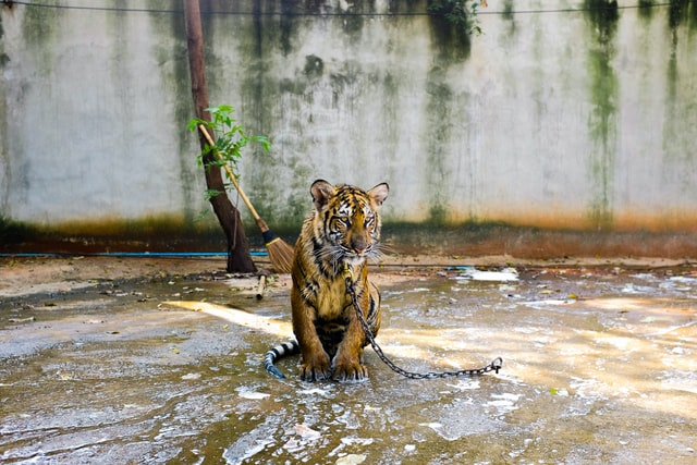 Tigre en captivité