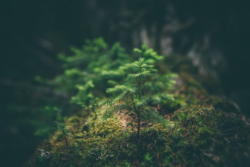 La forêt, une ressource à préserver