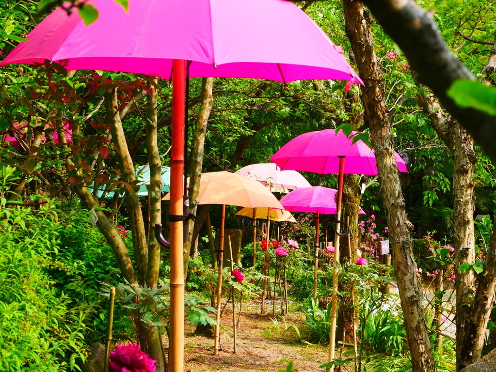 Pivoines protégés par des parapluies, Japon (Crédits @Marine Robert)
