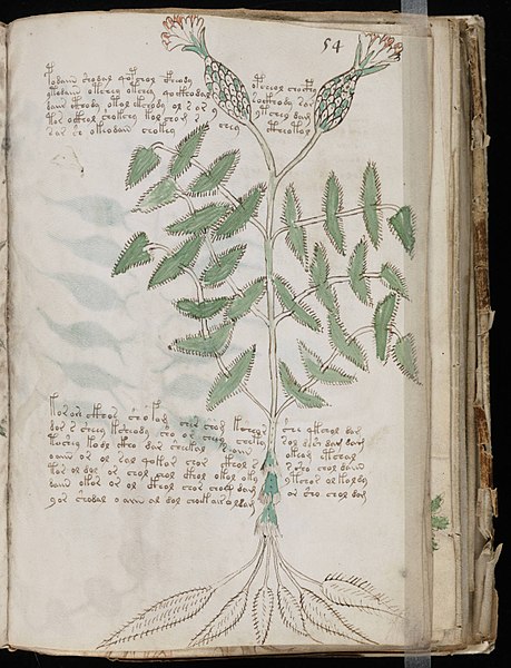 Page du manuscrit Voynich / Wikimedia Commons