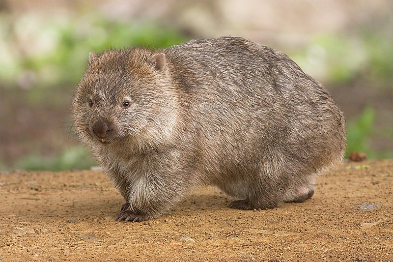 Un Wombat
