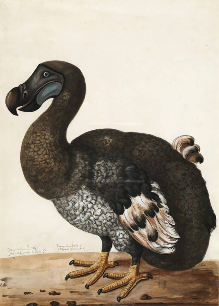 Le dodo, espèce disparue, prêt à ressurgir du passé ?