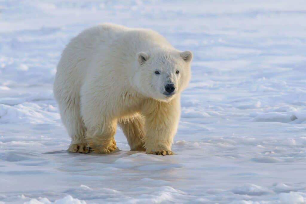 Parmi les espèces menacées, l'ours blanc est sur la liste des animaux en voie d'extinction