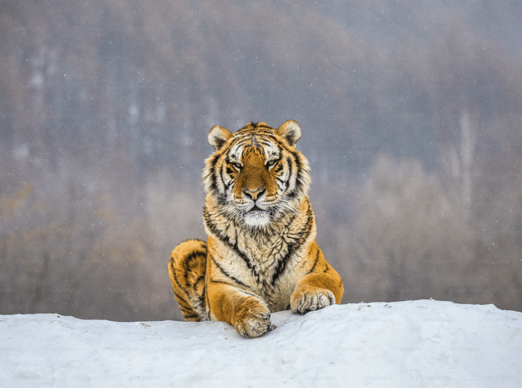 Parmi les espèces menacées, le tigre est sur la liste des animaux en voie d'extinction