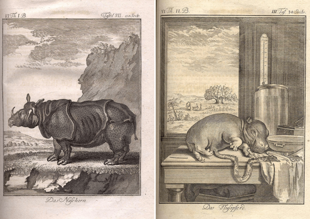 Illustration du rhinocéros et de l’hippopotame dans L’histoire naturelle de Buffon – source : WikiCommons
