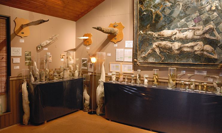 Le Musée du phallus en Islande