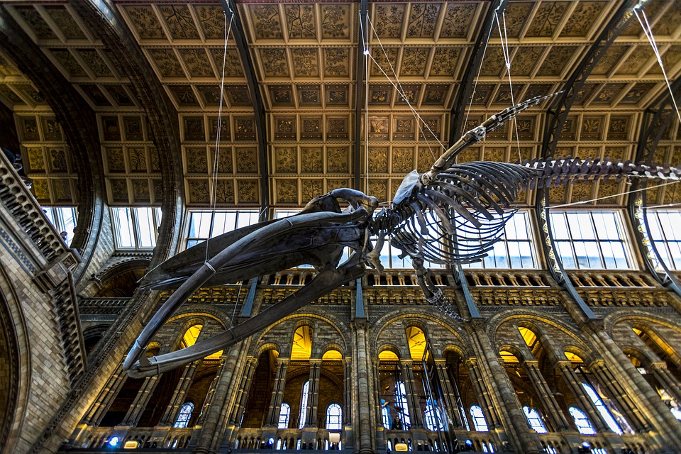 Musées insolites : Hall d'entrée du Musée d'histoire naturelle de Londres
