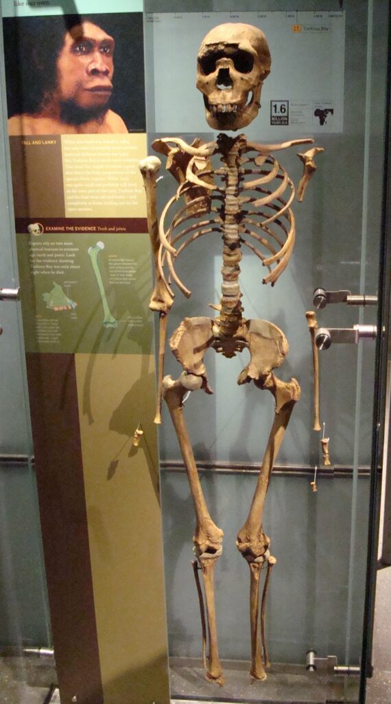 Exemple de squelette d’Homo erectus, World History Encyclopedia