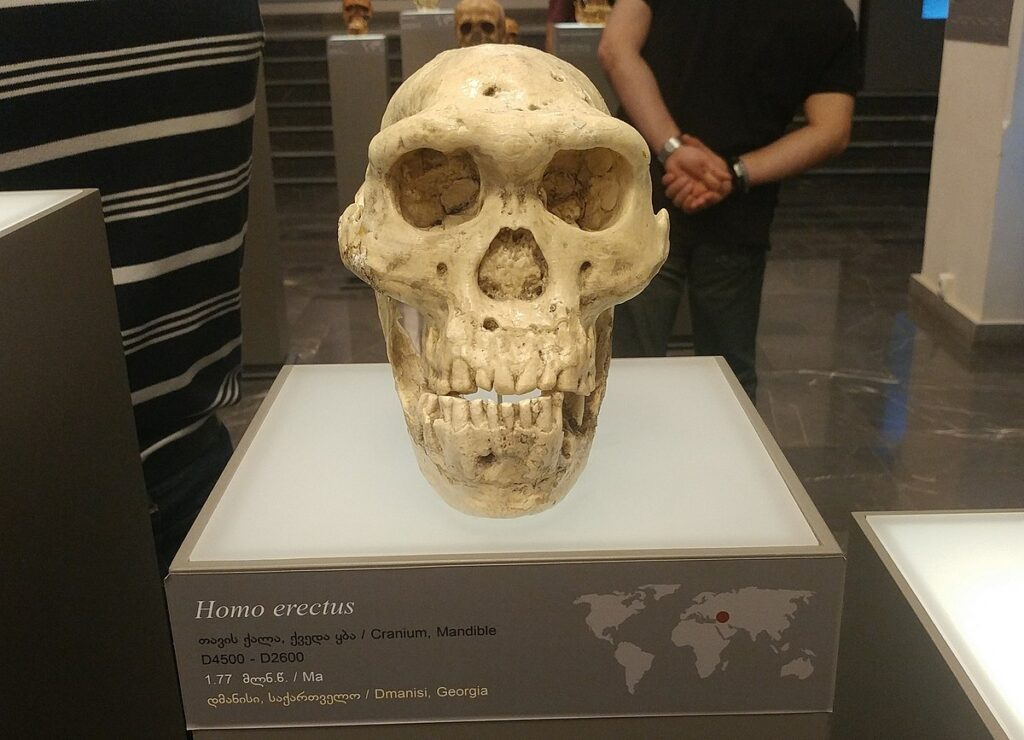 18 octobre 2013, la découverte du crâne de Dmanissi