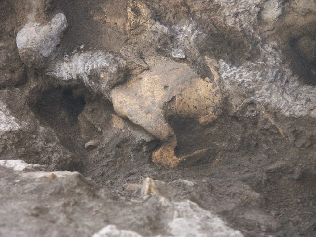 Le crâne 5 lors de son exhumation, Wikimedia Commons