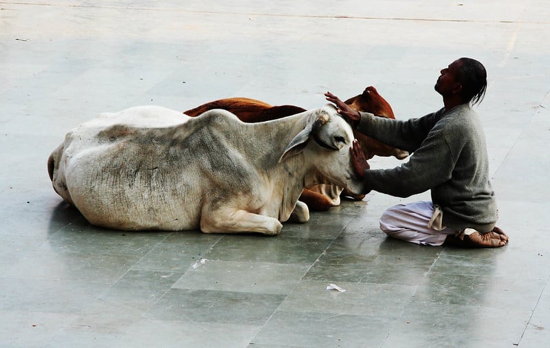 Deux vaches indiennes et un homme / © Wen-Yan King, certains droits réservés, www.flickr.com