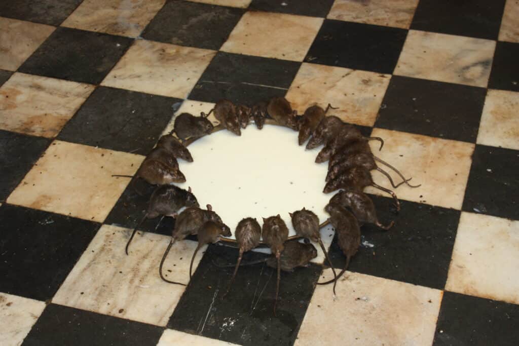 Des rats autour d’un bol de lait dans un temple /© Arian Zwegers, photo libre de droits, common.wikimedia.org