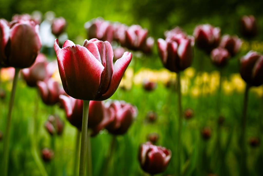 Tulipes | Photos prises lors de la fête de la Tulipe à Morge… | Flickr / Simon Bonaventure