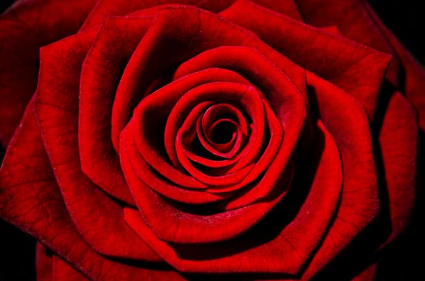 La rose rouge, emblématique fleur de l'amour passionné