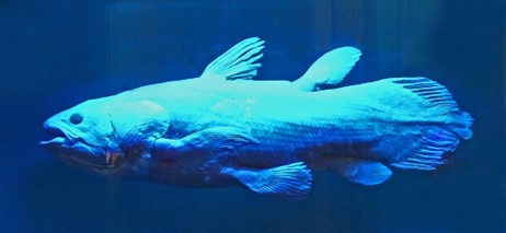 Le coelacanthe, poisson préhistorique vivant dans les abysses